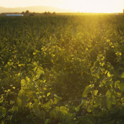 & Then Non Alcoholic Wine