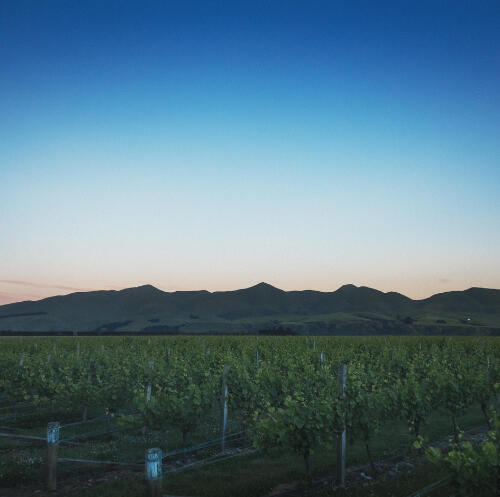 & Then Non Alcoholic Wine