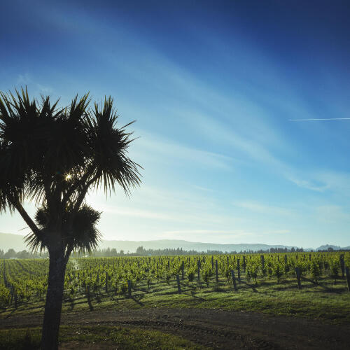 & Then Non Alcoholic Wine