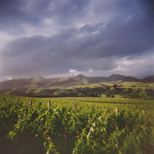 & Then Non Alcoholic Wine